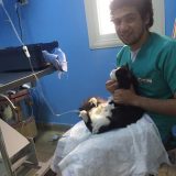 دكتور شريف فايز عيادة فيتولوجي